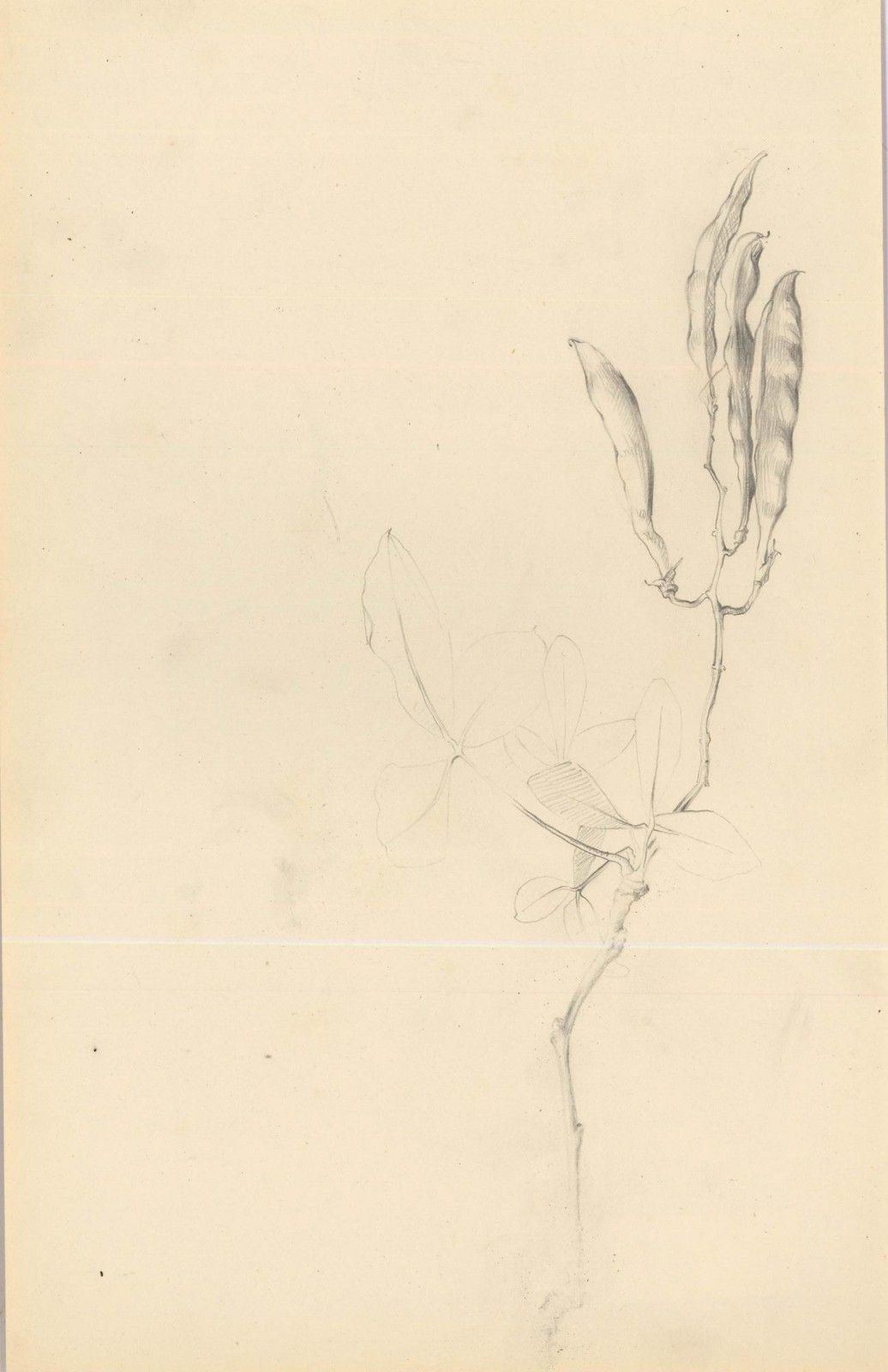 Attrib. John Cluysenaar (1899 1986) Graphite Drawing, Wisteria Pods photo furniture
