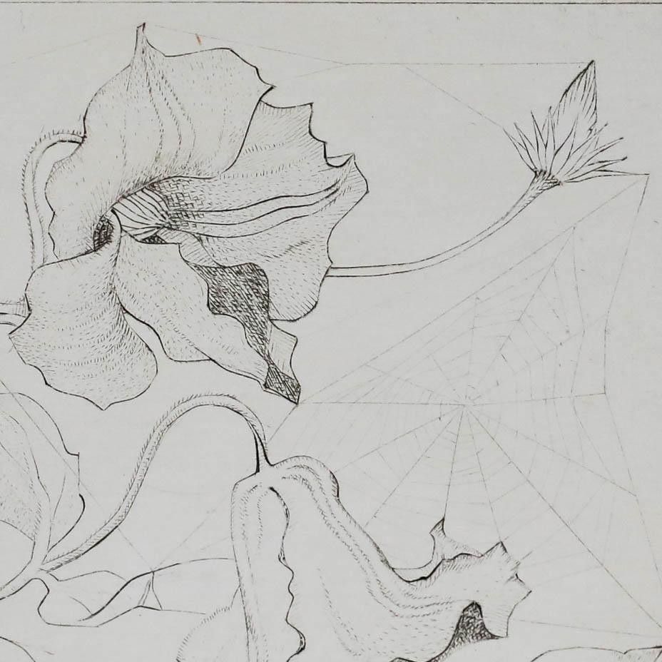 Early 20th Century Etching Spider In Clematis photo Art