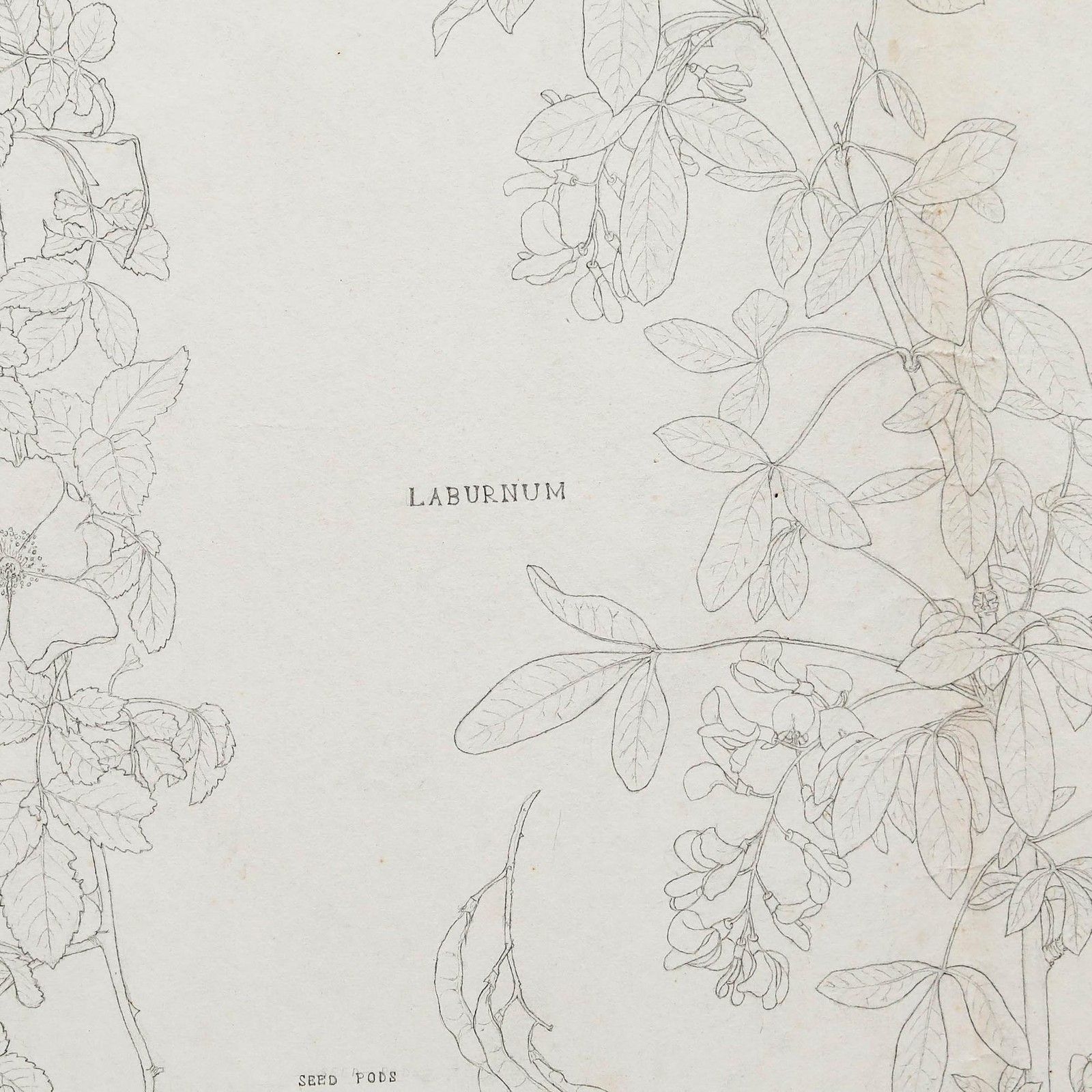 William Henry Ladd Early 20th Century Graphite Drawing, Botanical Forms photo Art