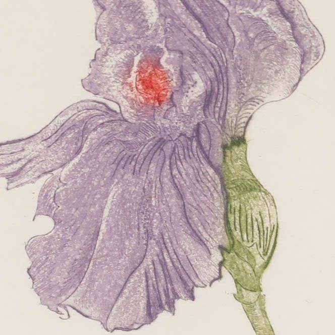Framed Contemporary Etching Purple Iris photo Art