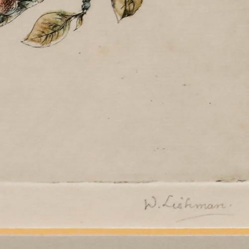 Walter Lishman (1900 1986) Framed Mid 20th Century Etching, Blue Tits photo buy