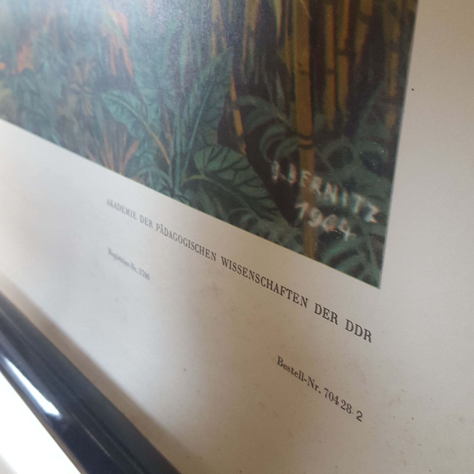 Large Vintage Classroom Wall Hanging Of The Tropical Rainforest Congo photo buy