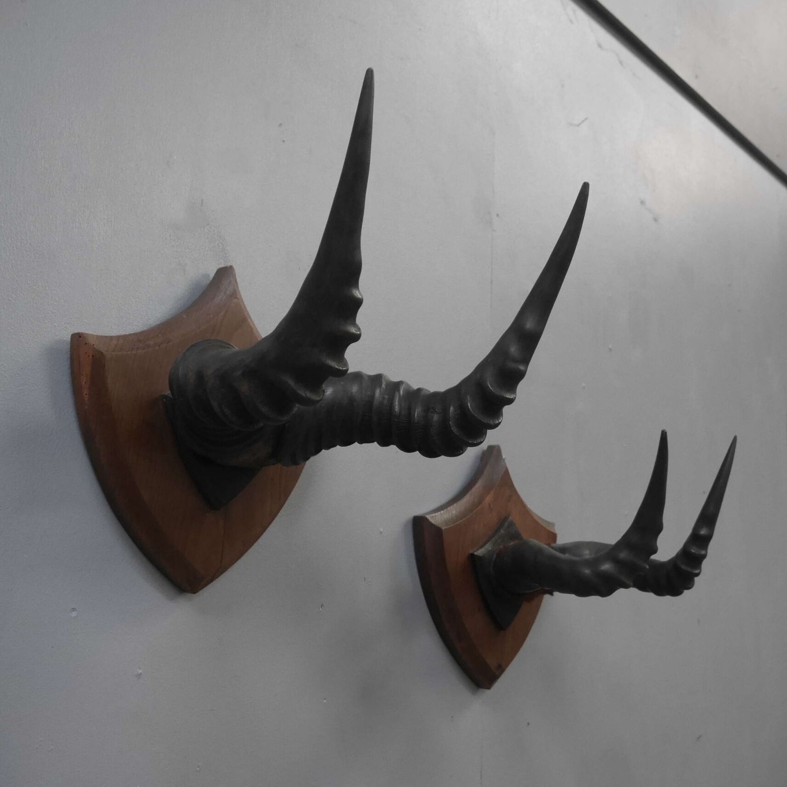 Pair Of Taxidermy Western Hartebeest Horns