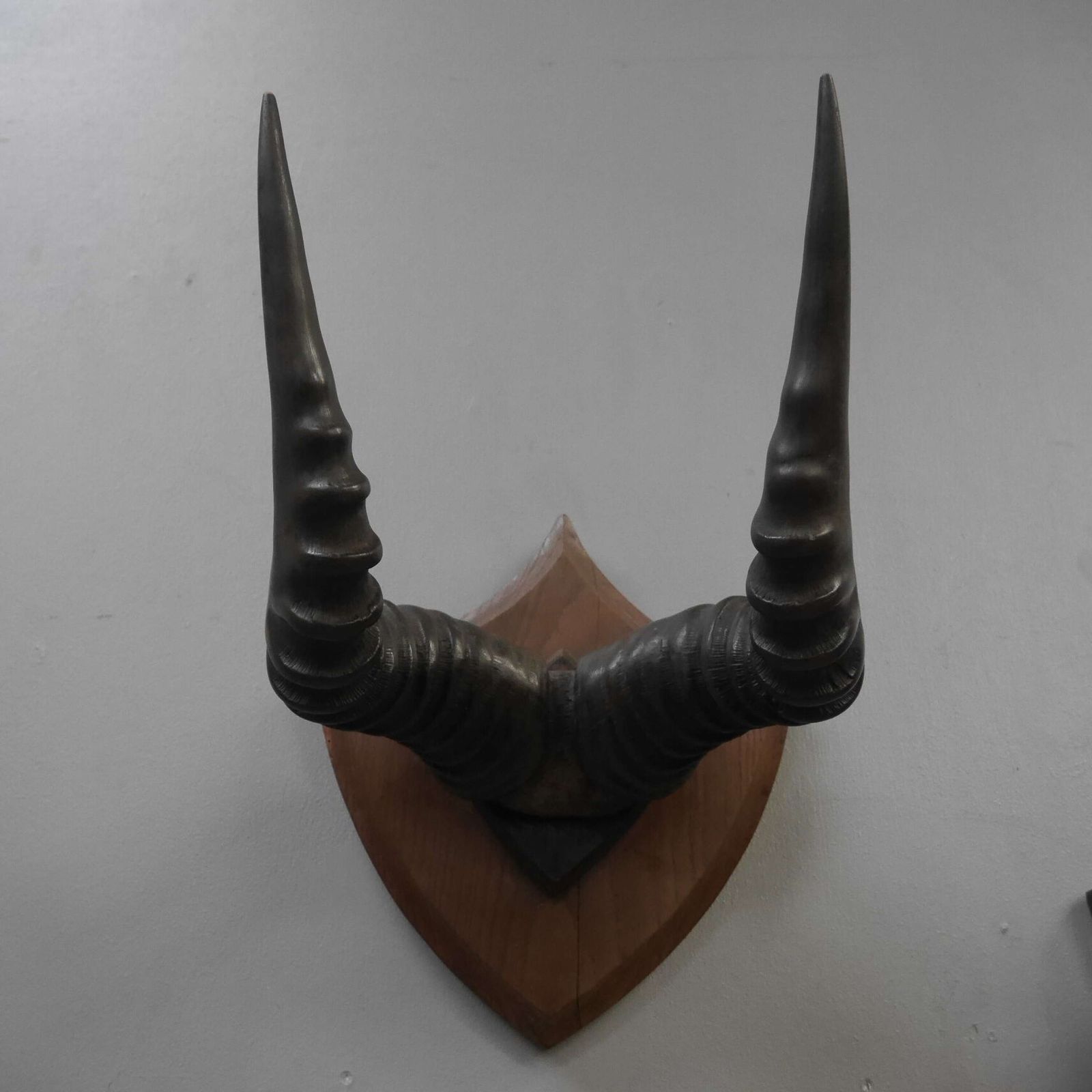 Pair Of Taxidermy Western Hartebeest Horns photo for sale