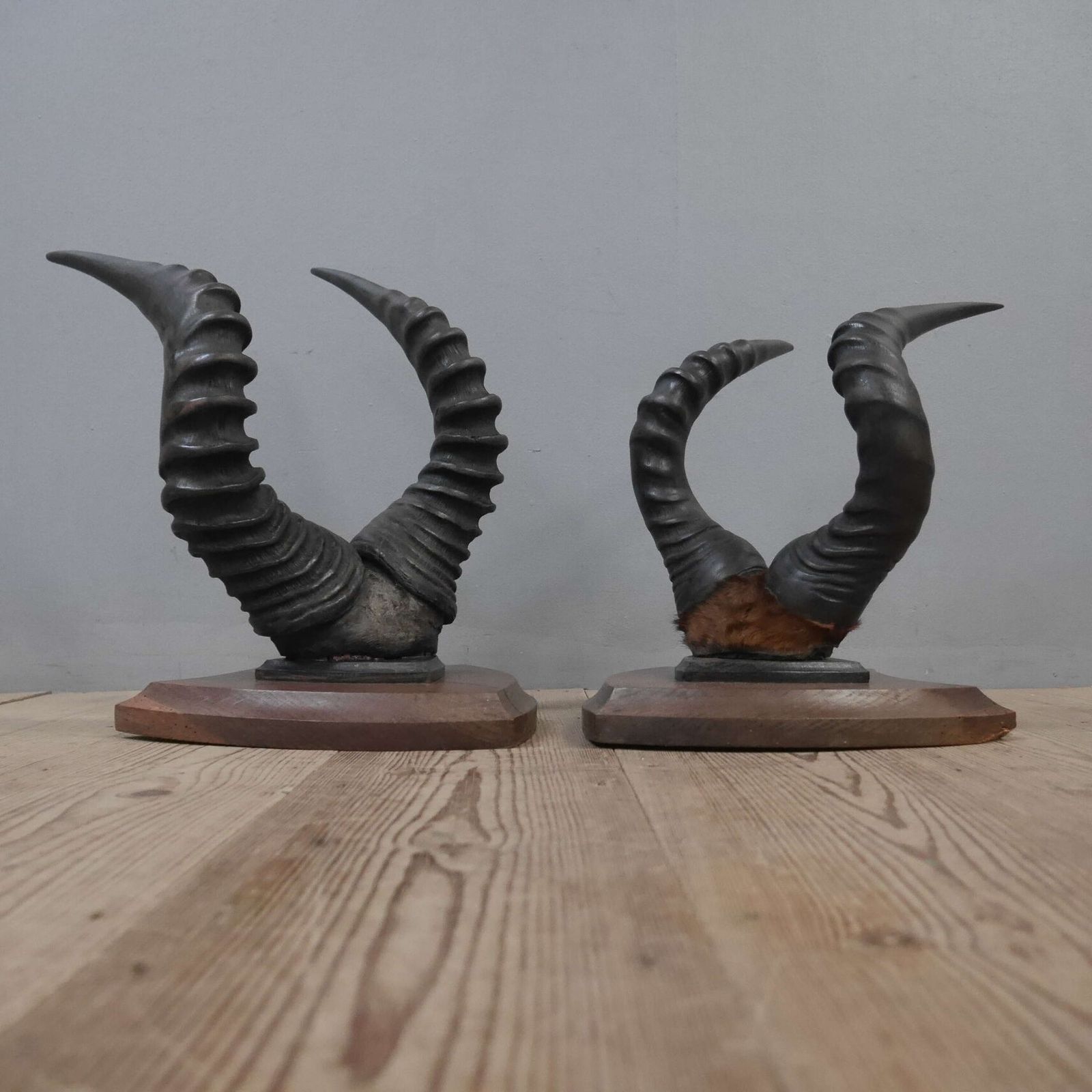 photo for sale Pair Of Taxidermy Western Hartebeest Horns