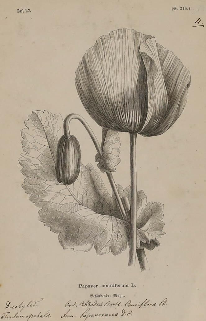 Native Flora Of Europe Framed 19th Century Lithograph, Papaver Somniferum photo furniture