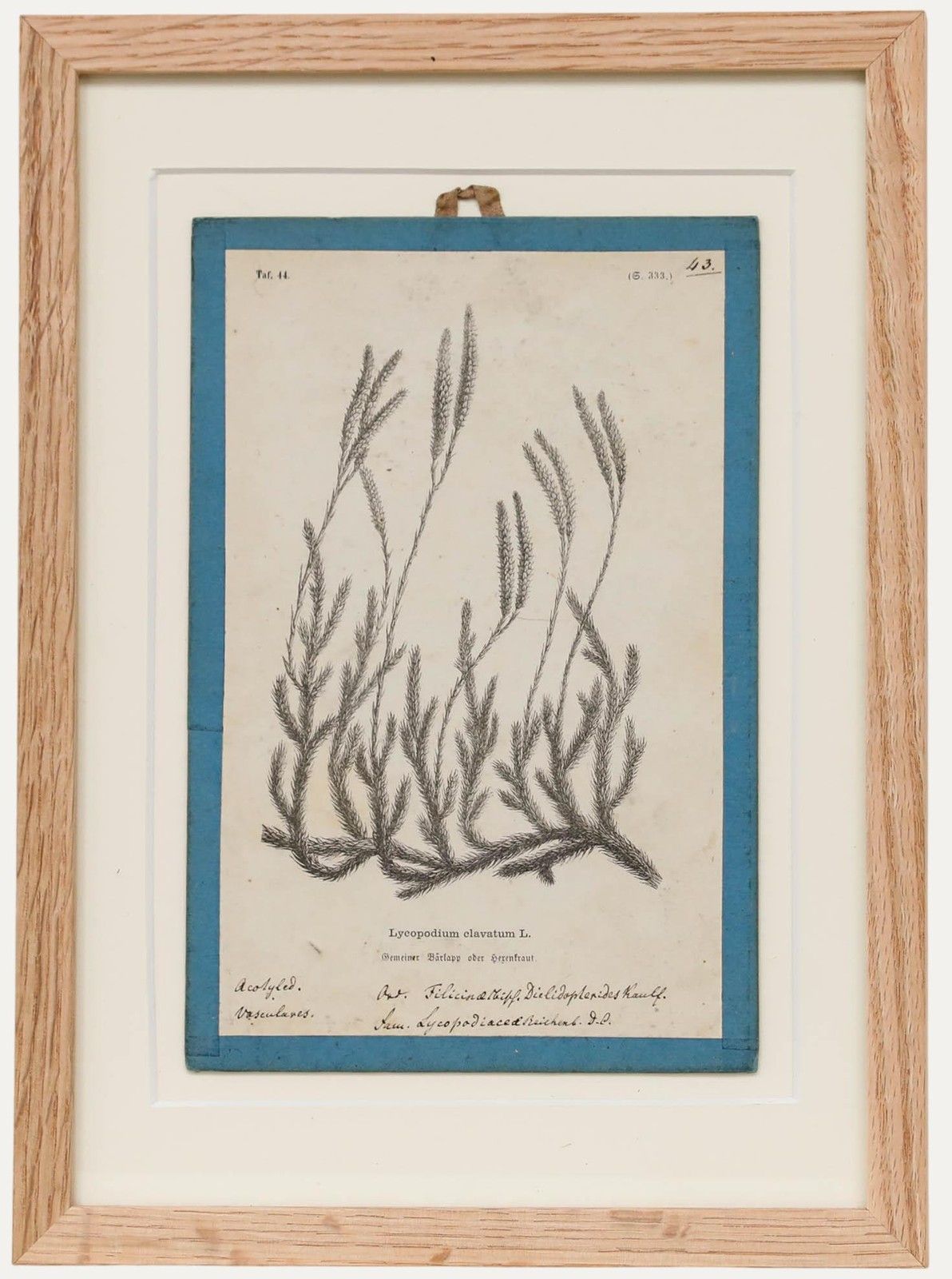 Native Flora Of Europe Framed 19th Century Lithograph, Lycopodium Clavatum