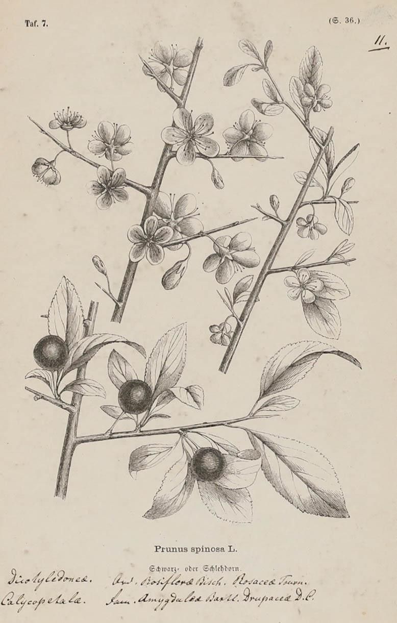 Native Flora Of Europe Framed 19th Century Lithograph, Prunus Spinosa photo furniture