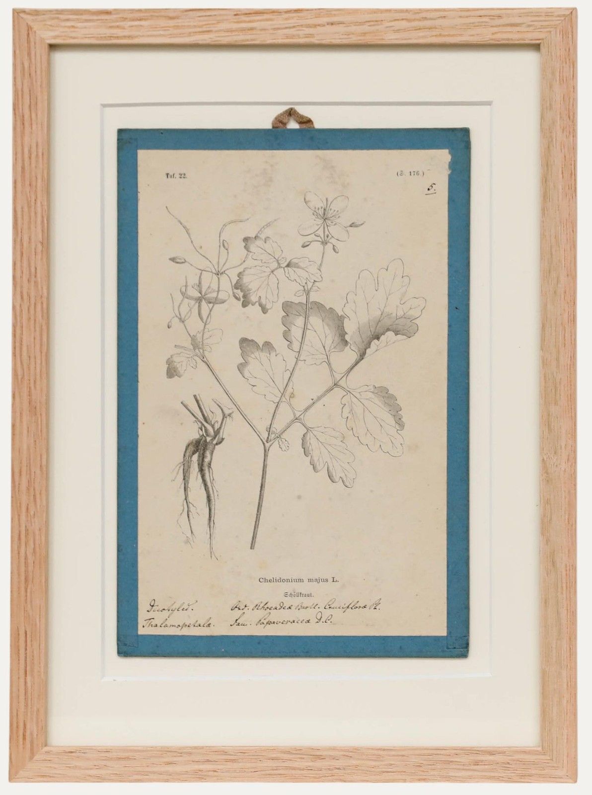 Native Flora Of Europe Framed 19th Century Lithograph, Chelidonium Majus