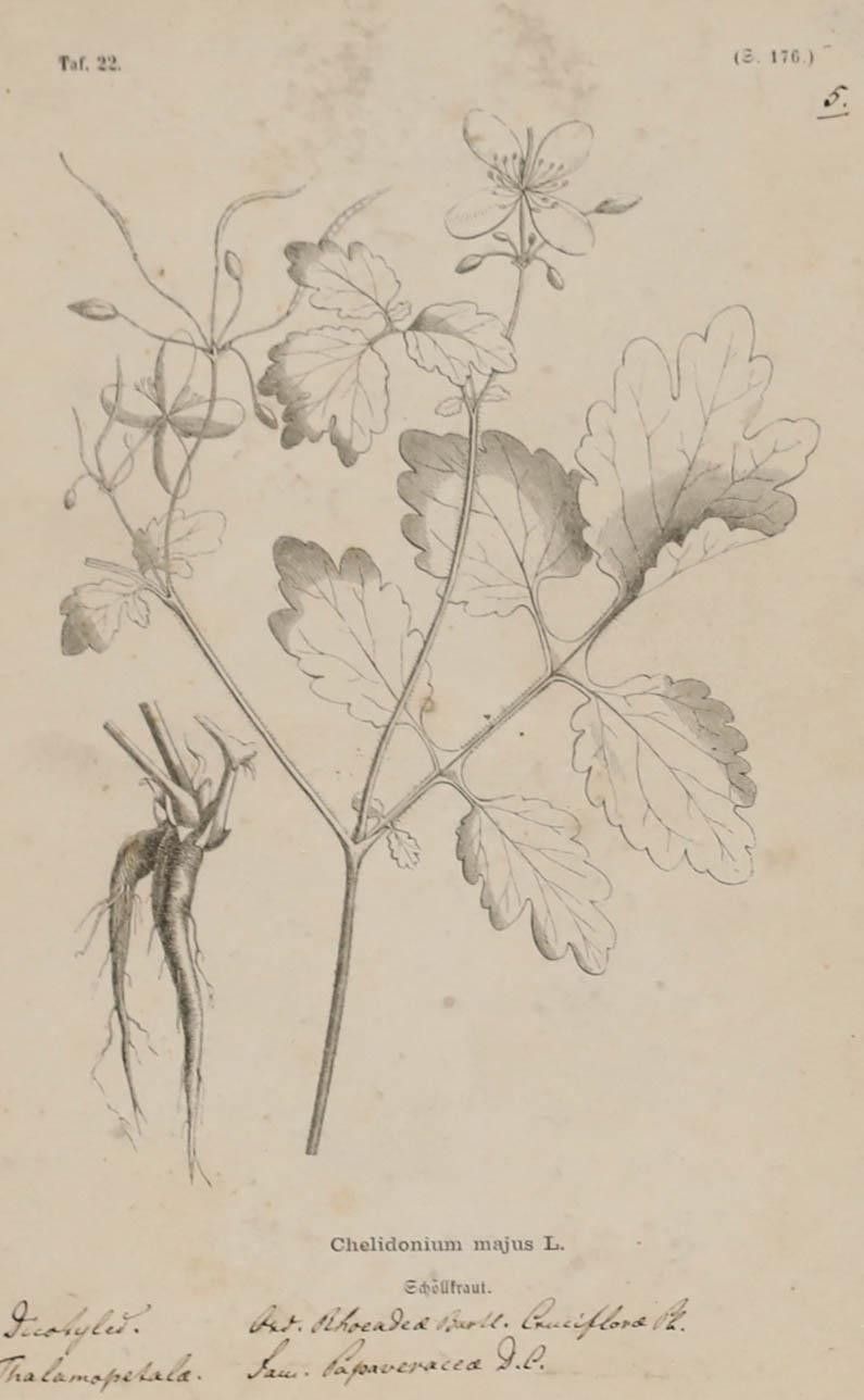 Native Flora Of Europe Framed 19th Century Lithograph, Chelidonium Majus photo furniture