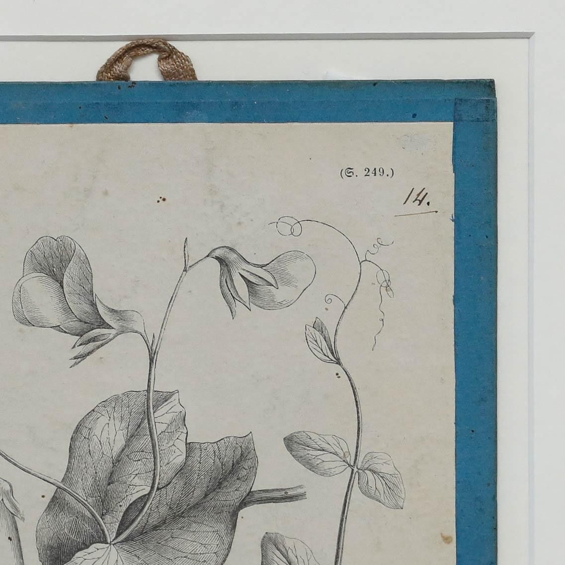 Native Flora Of Europe Framed 19th Century Lithograph, Pisum Sativum photo Art
