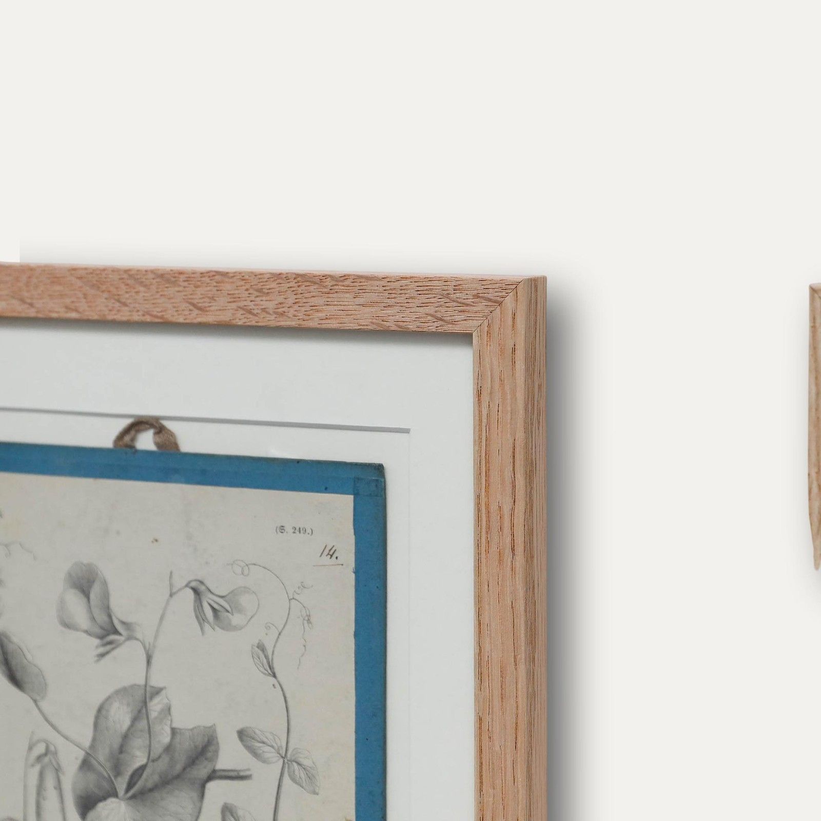 Native Flora Of Europe Framed 19th Century Lithograph, Pisum Sativum photo vinterior