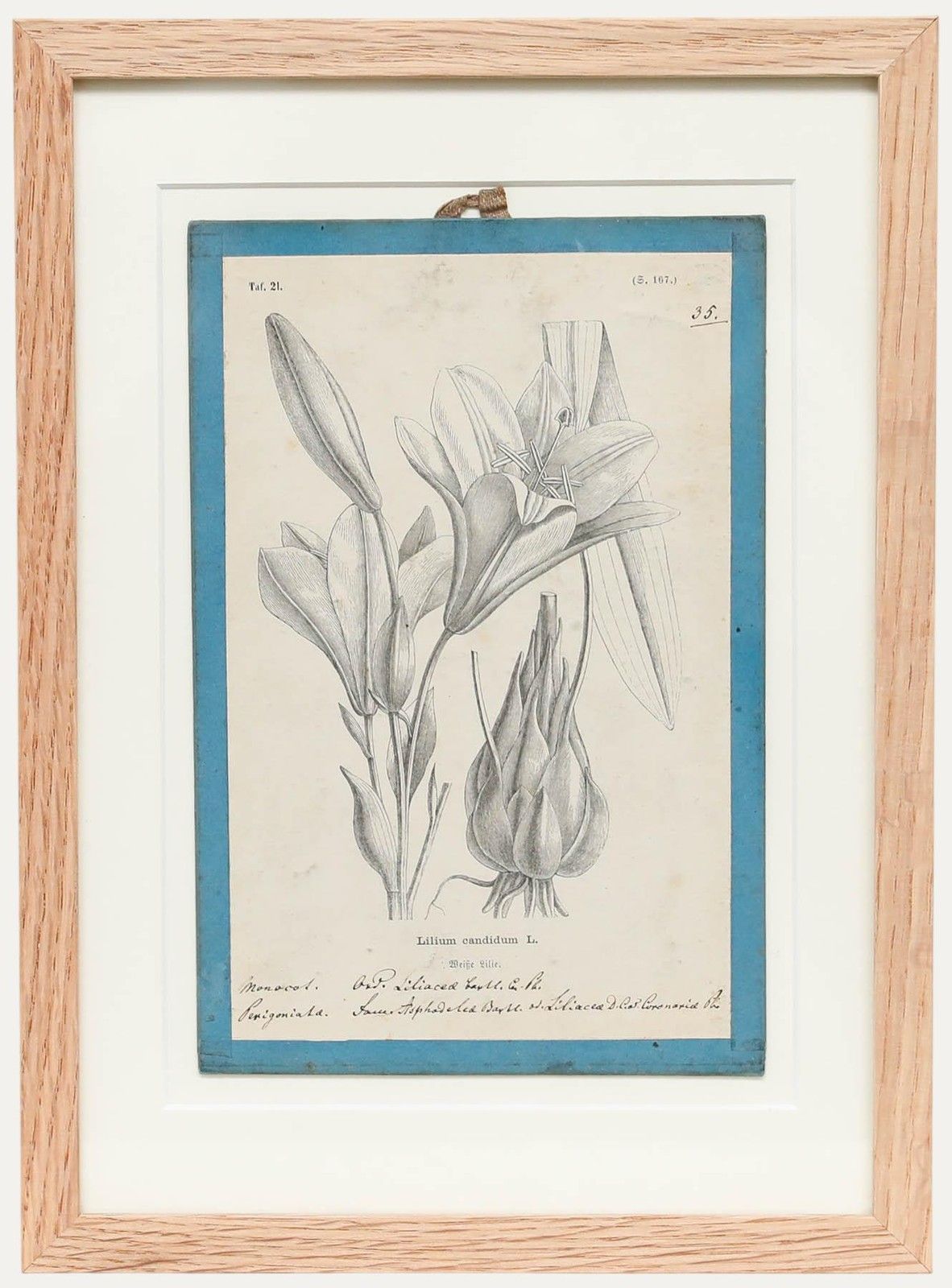 Native Flora Of Europe Framed 19th Century Lithograph, Lilium Candidum