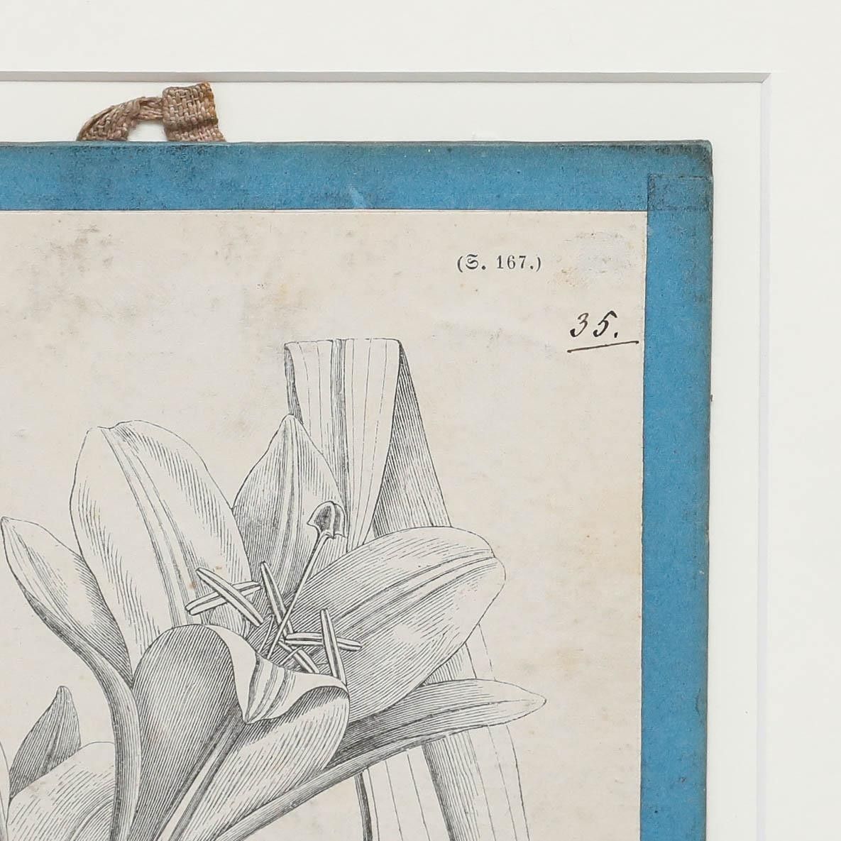 Native Flora Of Europe Framed 19th Century Lithograph, Lilium Candidum photo 100.0