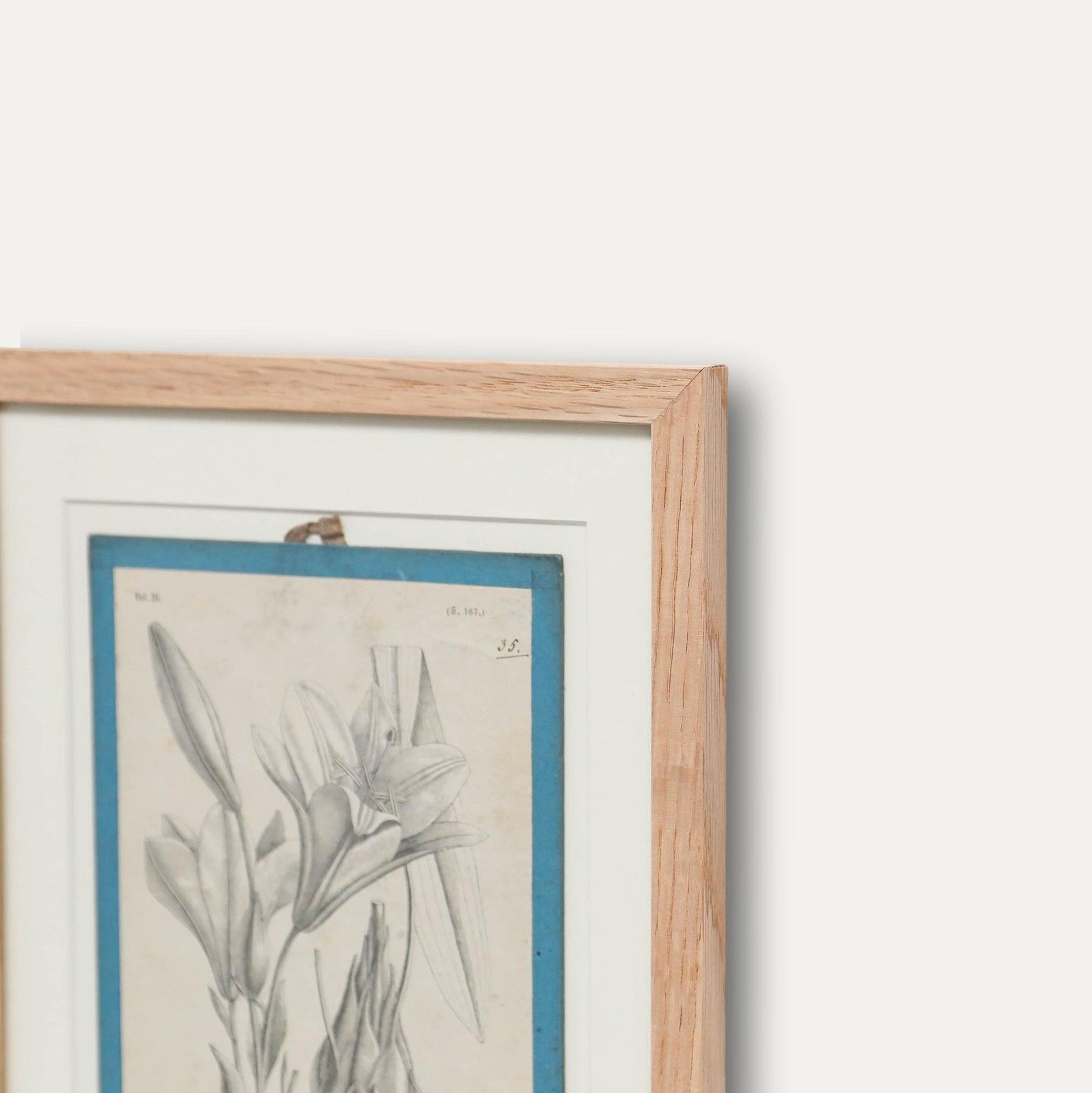 Native Flora Of Europe Framed 19th Century Lithograph, Lilium Candidum photo vinterior
