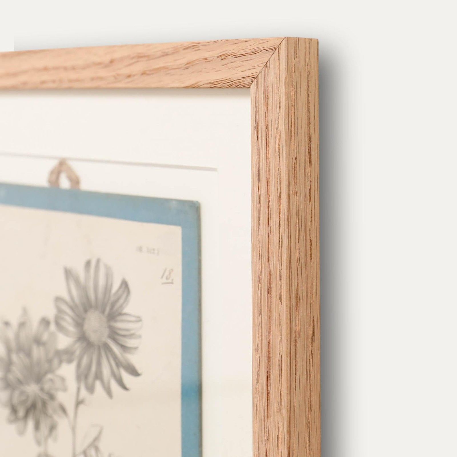 Native Flora Of Europe Framed 19th Century Lithograph, Aster Chinensis photo 100.0