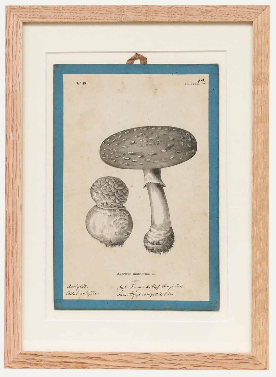 Native Flora Of Europe Framed 19th Century Lithograph, Agaricus Muscarius