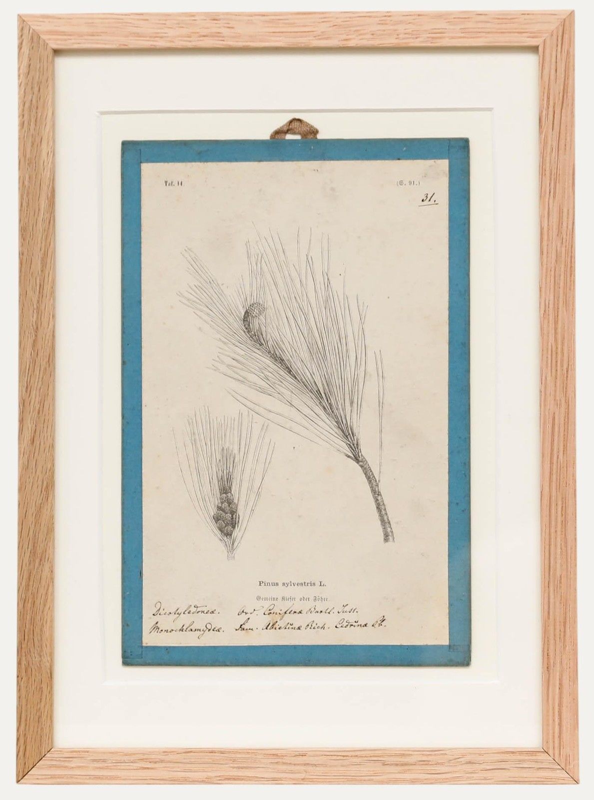 Native Flora Of Europe Framed 19th Century Lithograph, Pinus Sylvestris
