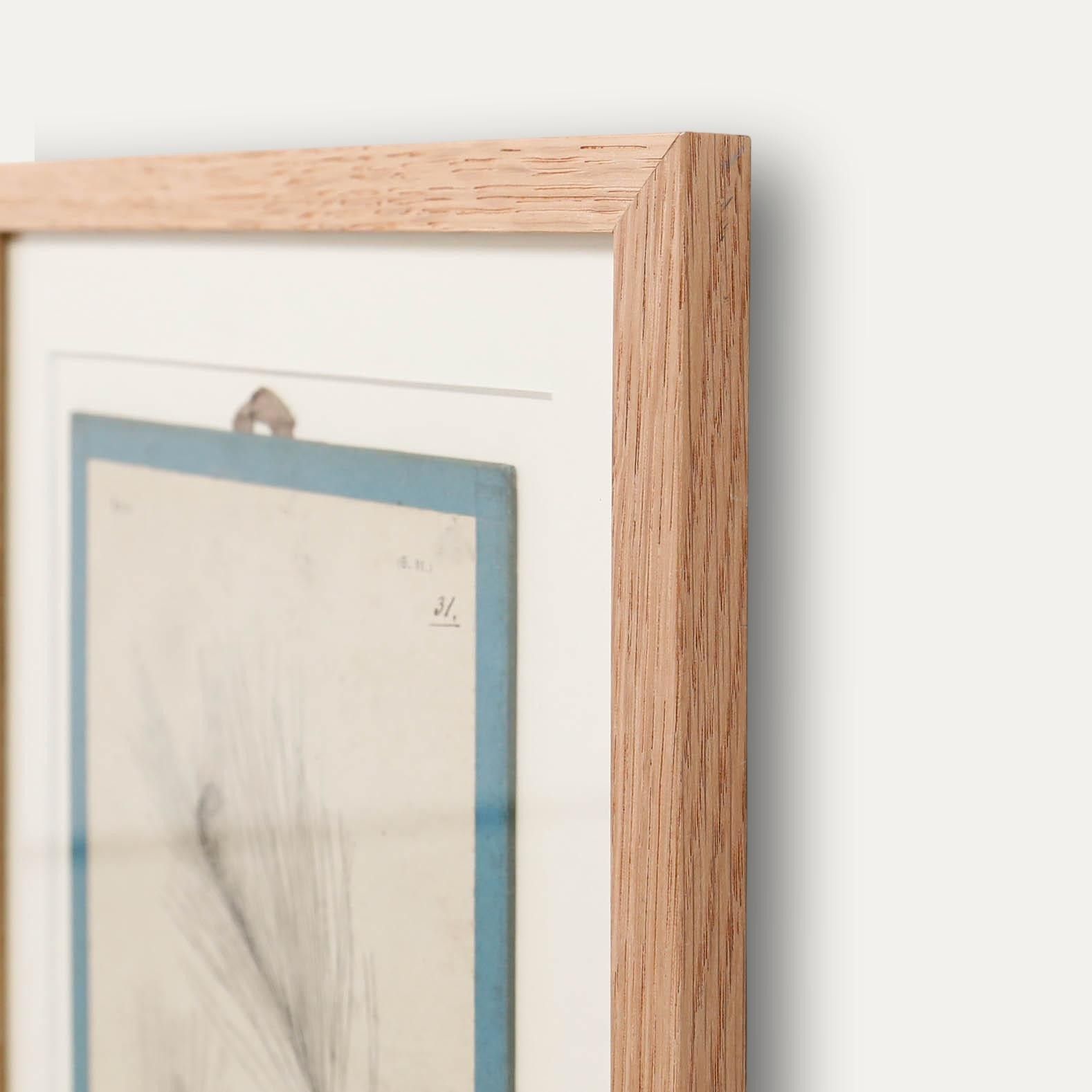 Native Flora Of Europe Framed 19th Century Lithograph, Pinus Sylvestris photo 100.0