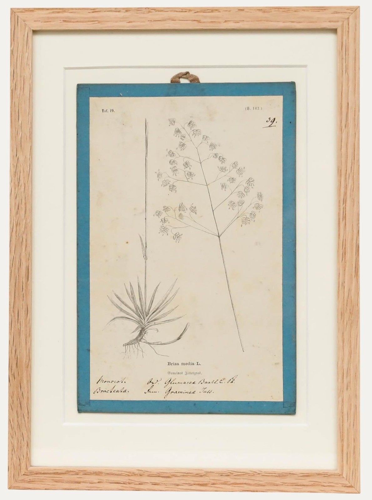 Native Flora Of Europe Framed 19th Century Lithograph, Briza Media
