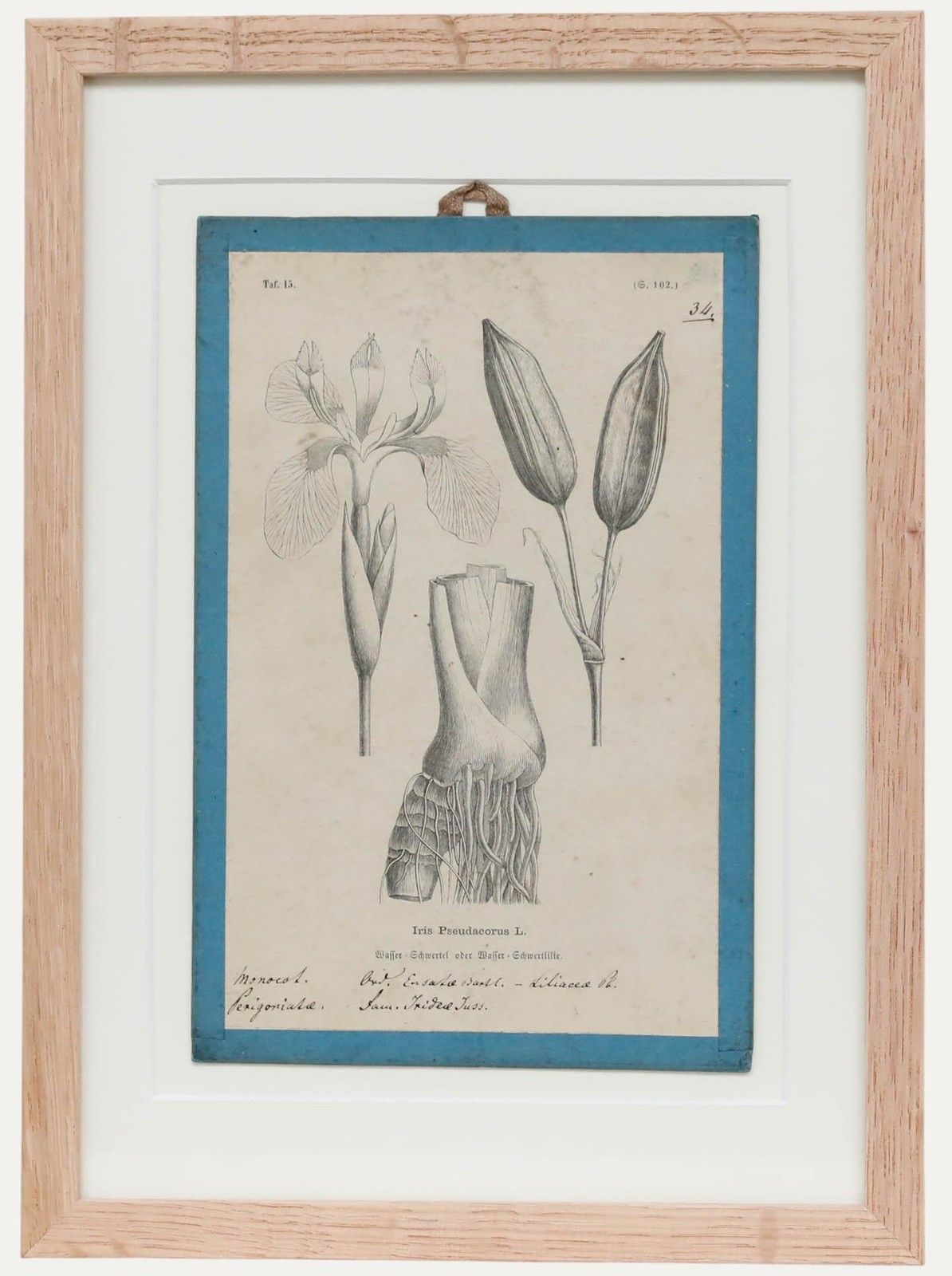 Native Flora Of Europe Framed 19th Century Lithograph, Iris Pseudacorus