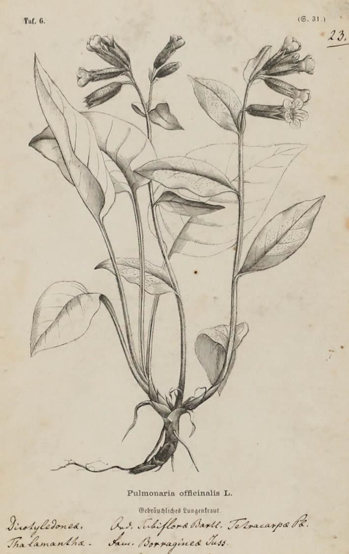 Native Flora Of Europe Framed 19th Century Lithograph, Pulmonaria Officinalis photo furniture