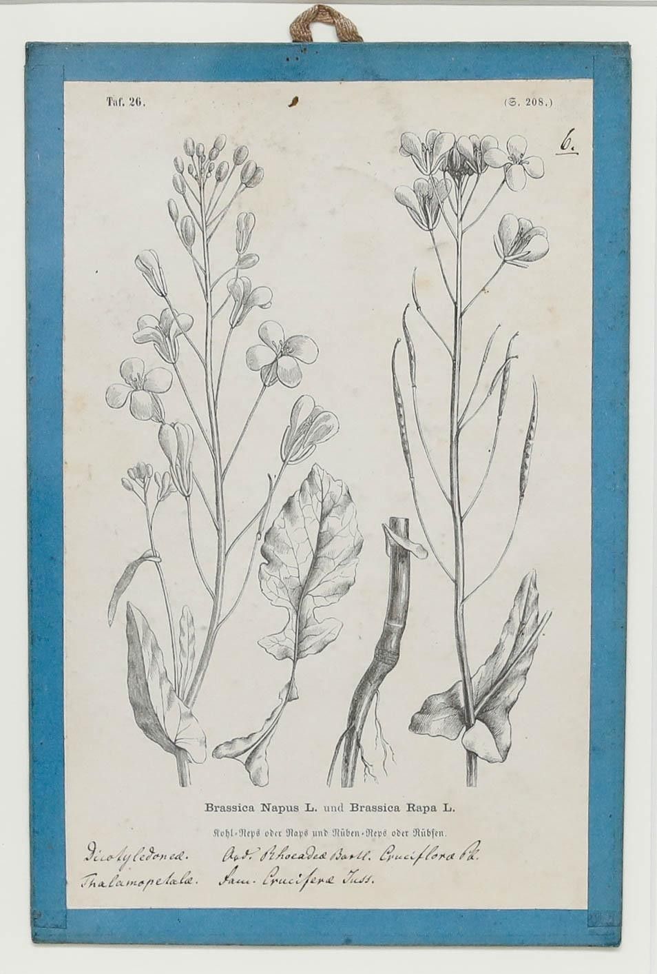Native Flora Of Europe Framed 19th Century Lithograph, Brassica photo furniture