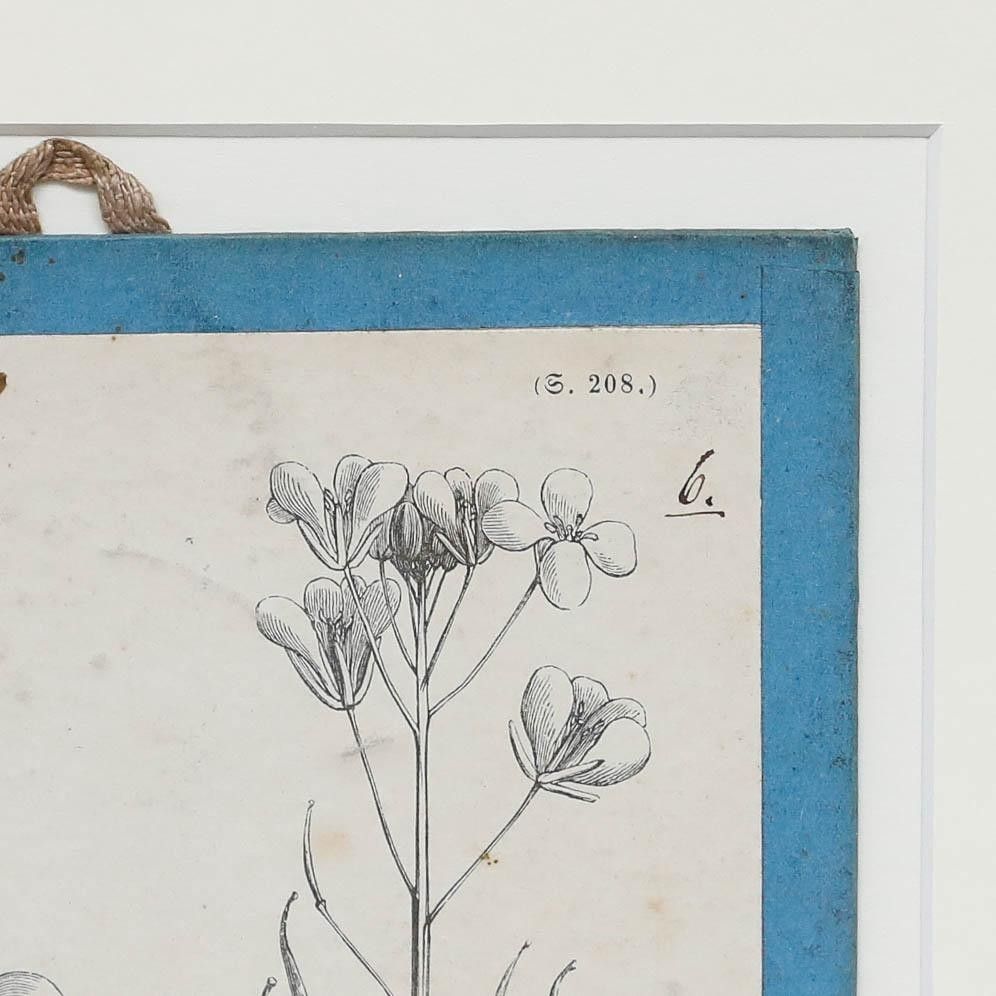 Native Flora Of Europe Framed 19th Century Lithograph, Brassica photo 100.0