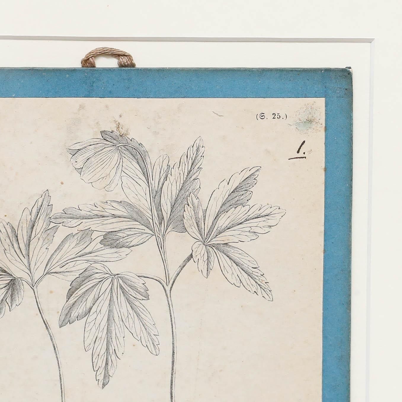 Native Flora Of Europe Framed 19th Century Lithograph, Anemone Nemorosa photo Art