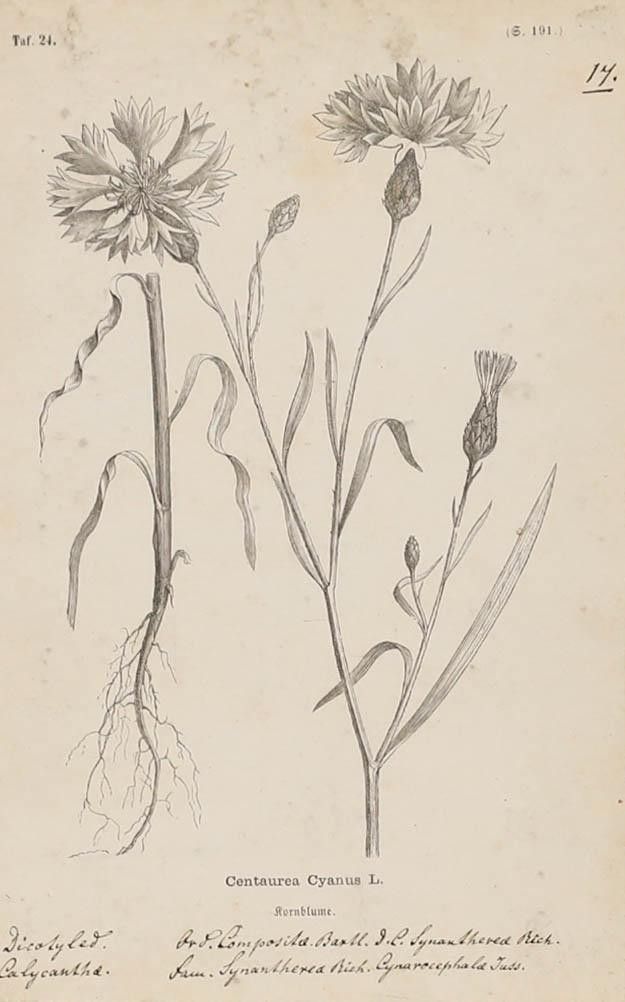 Native Flora Of Europe Framed 19th Century Lithograph, Centaurea Cyanus photo furniture