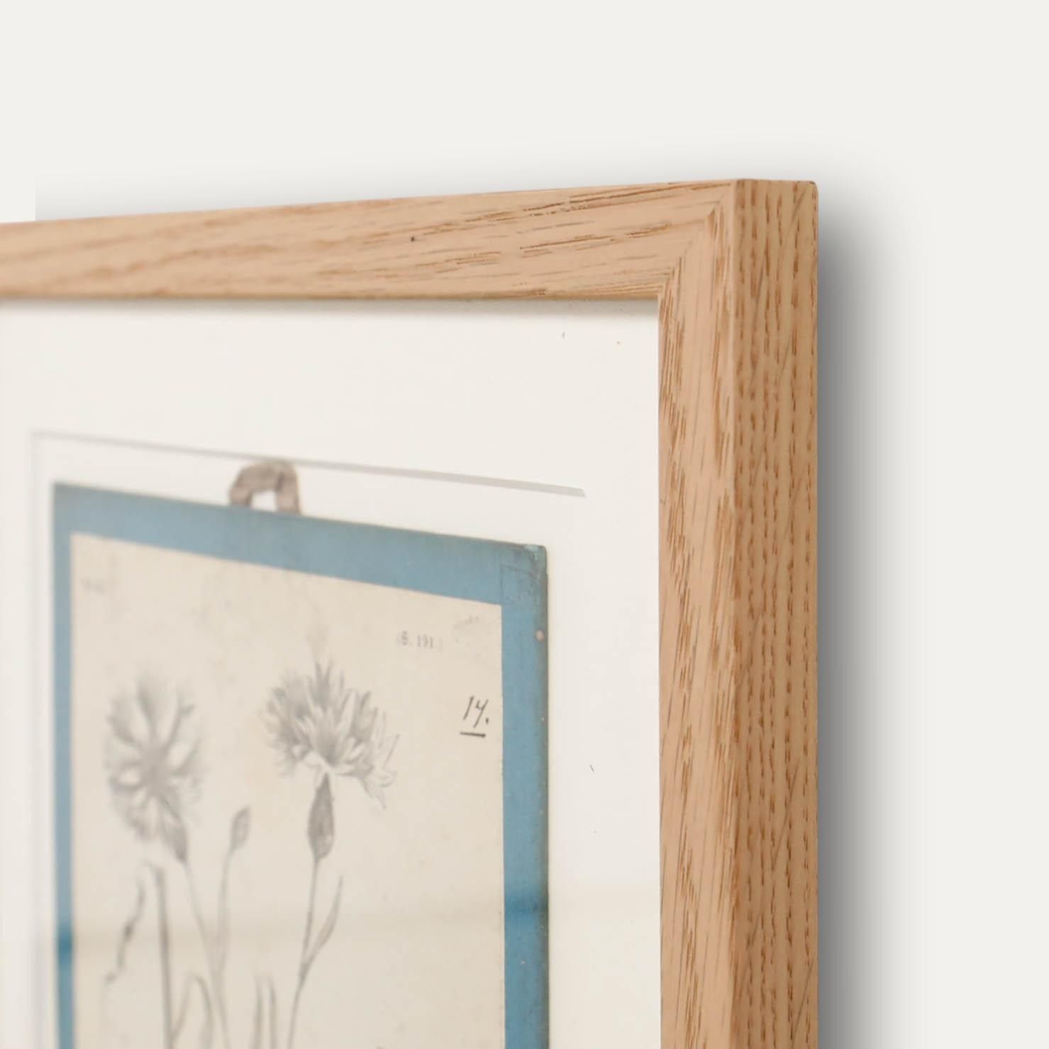 Native Flora Of Europe Framed 19th Century Lithograph, Centaurea Cyanus photo 100.0