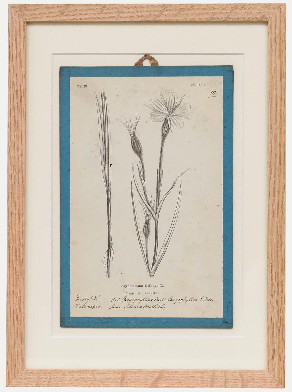 Native Flora Of Europe Framed 19th Century Lithograph, Agrostemma Githago