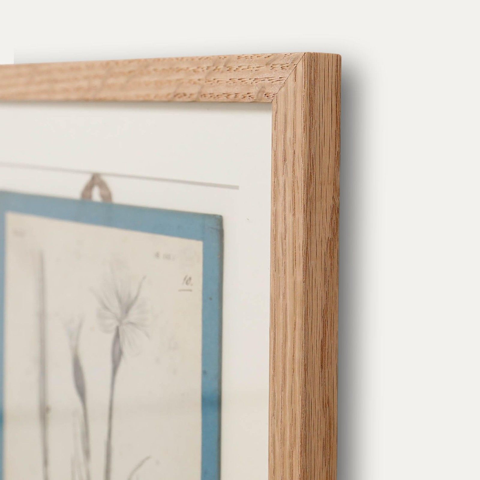 Native Flora Of Europe Framed 19th Century Lithograph, Agrostemma Githago photo 100.0