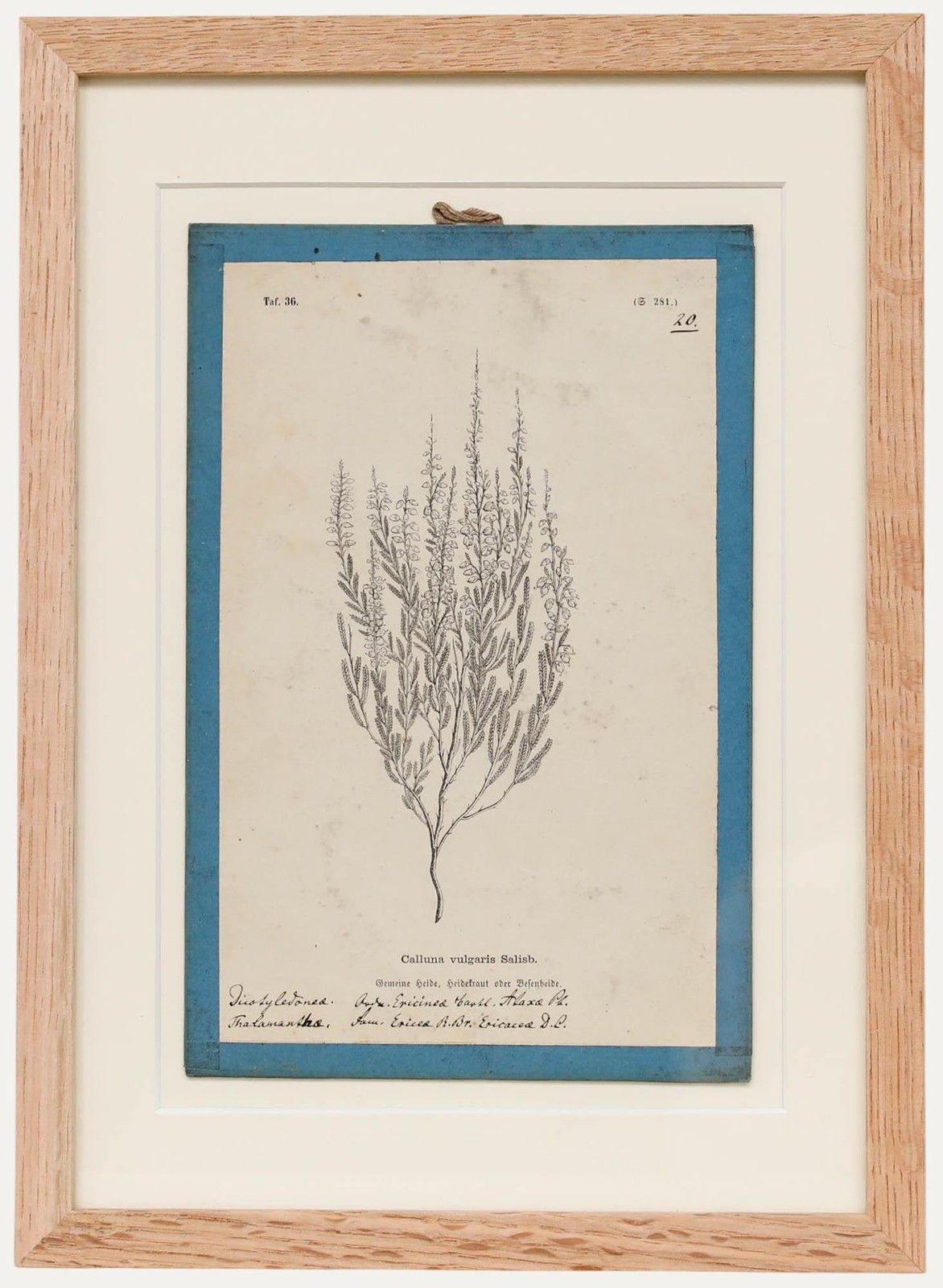 Native Flora Of Europe Framed 19th Century Lithograph, Calluna Vulgaris