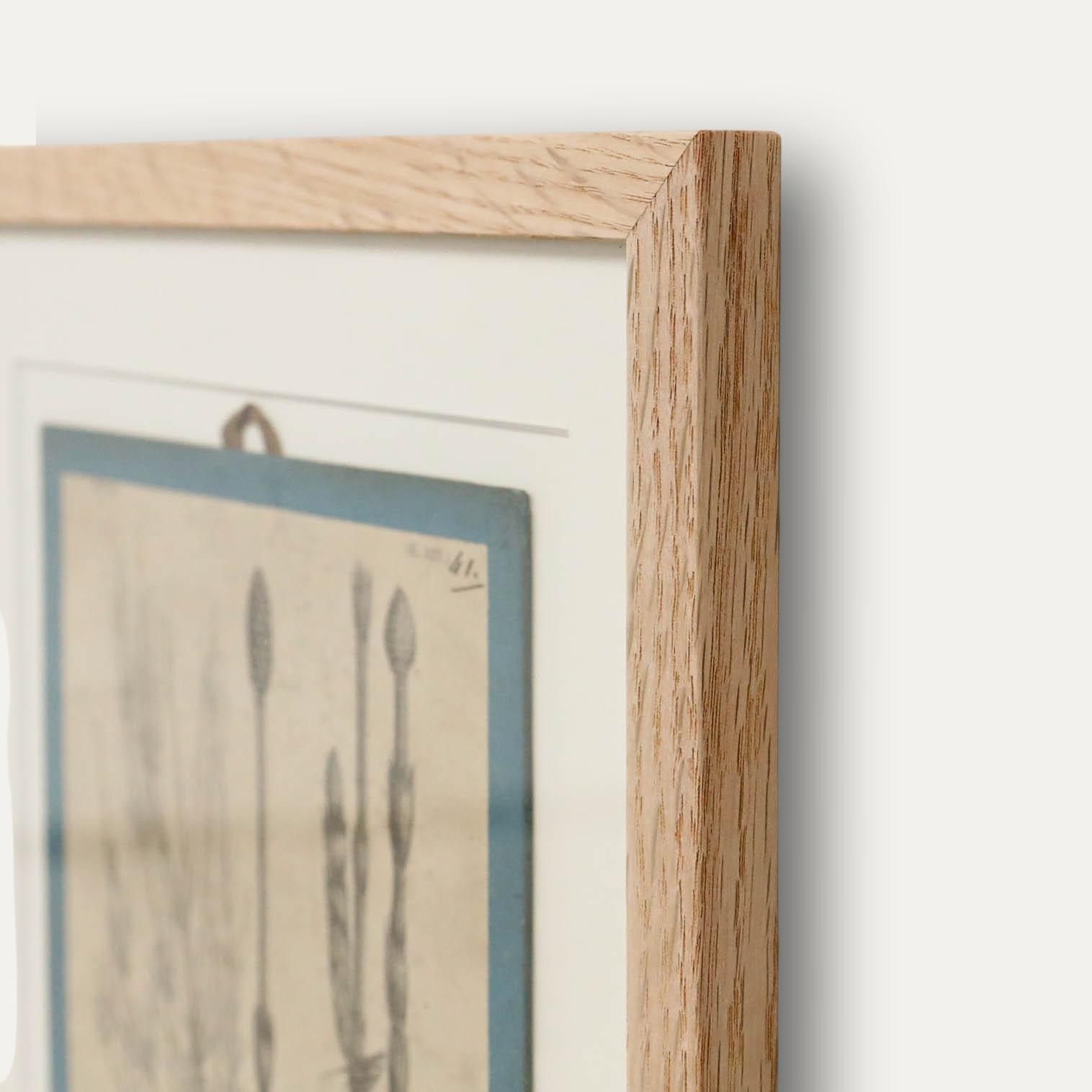 Native Flora Of Europe Framed 19th Century Lithograph, Equisetum Arvense photo 100.0