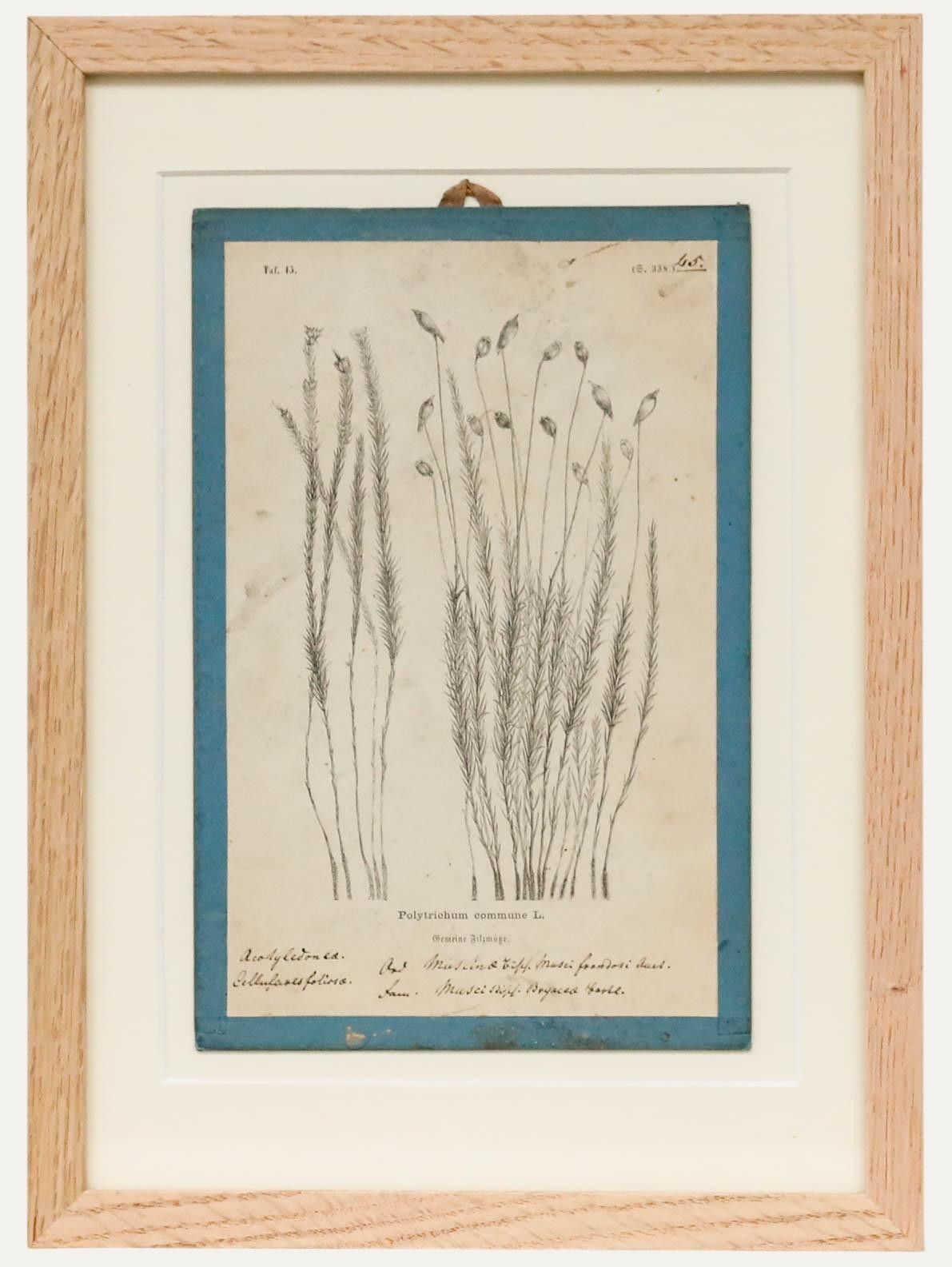 Native Flora Of Europe Framed 19th Century Lithograph, Polytrichum Commune