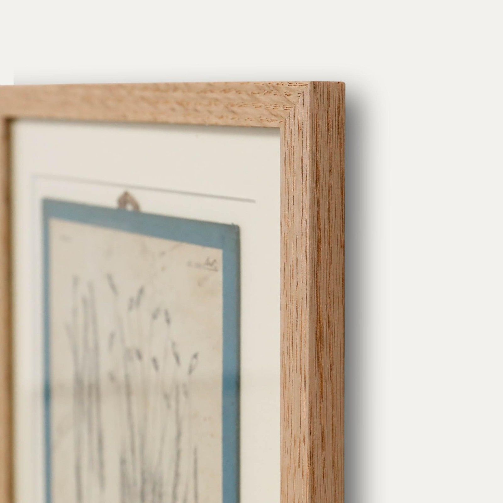 Native Flora Of Europe Framed 19th Century Lithograph, Polytrichum Commune photo 100.0