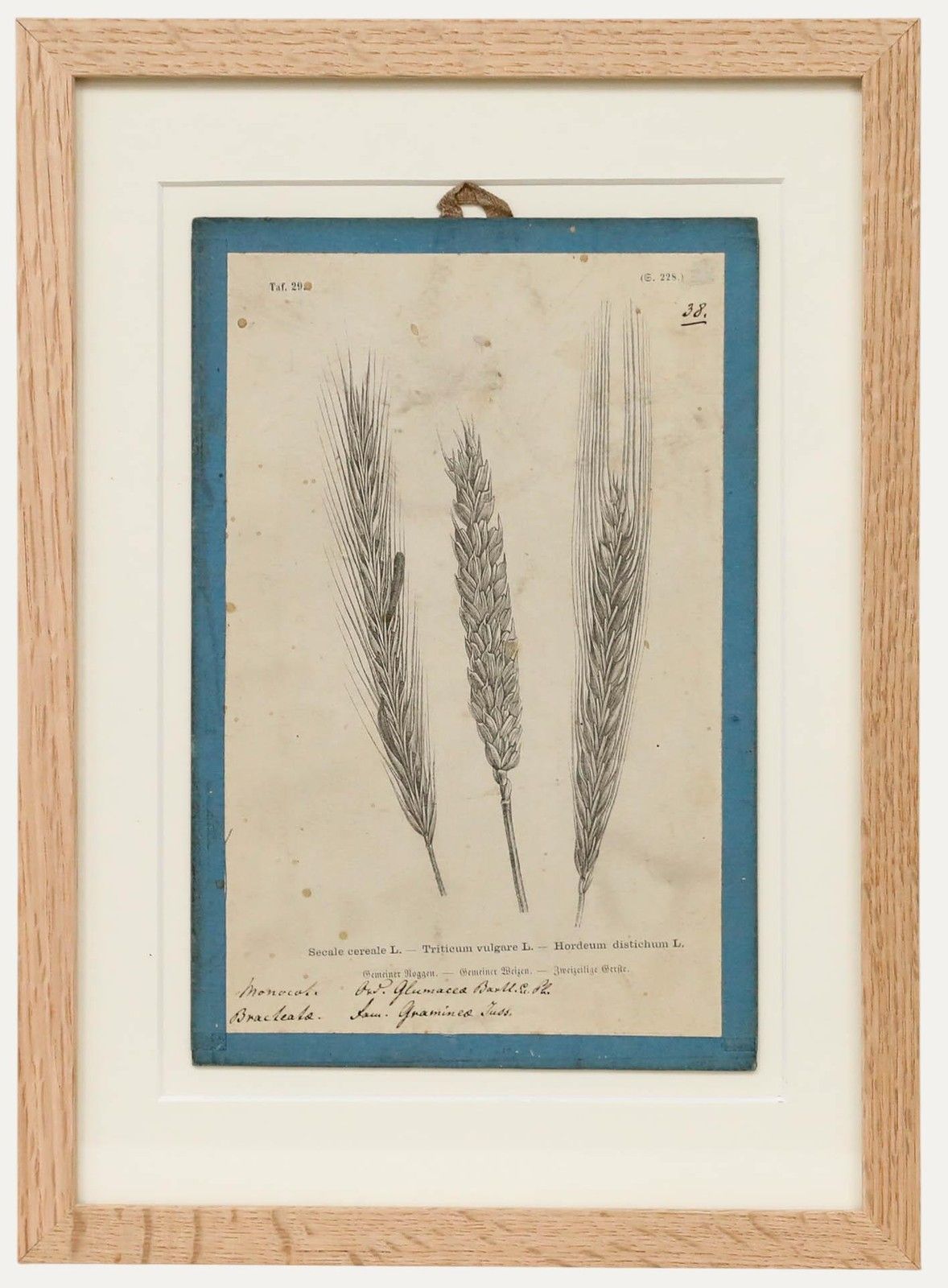 Native Flora Of Europe Framed 19th Century Lithograph, Frumentum