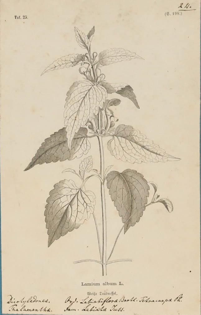 Native Flora Of Europe Framed 19th Century Lithograph, Lamium Album photo furniture