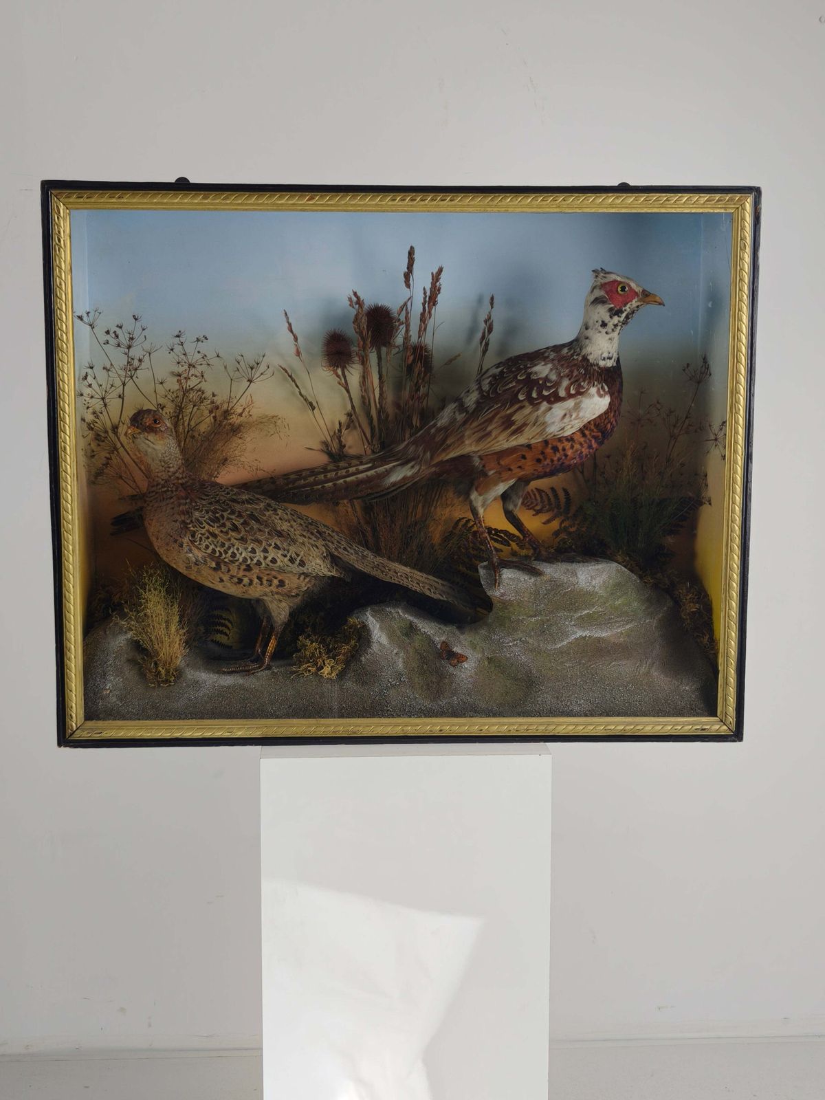 Fine 19th Century Cased Taxidermy By James Hutchings – Two Pheasants With Decorative Background