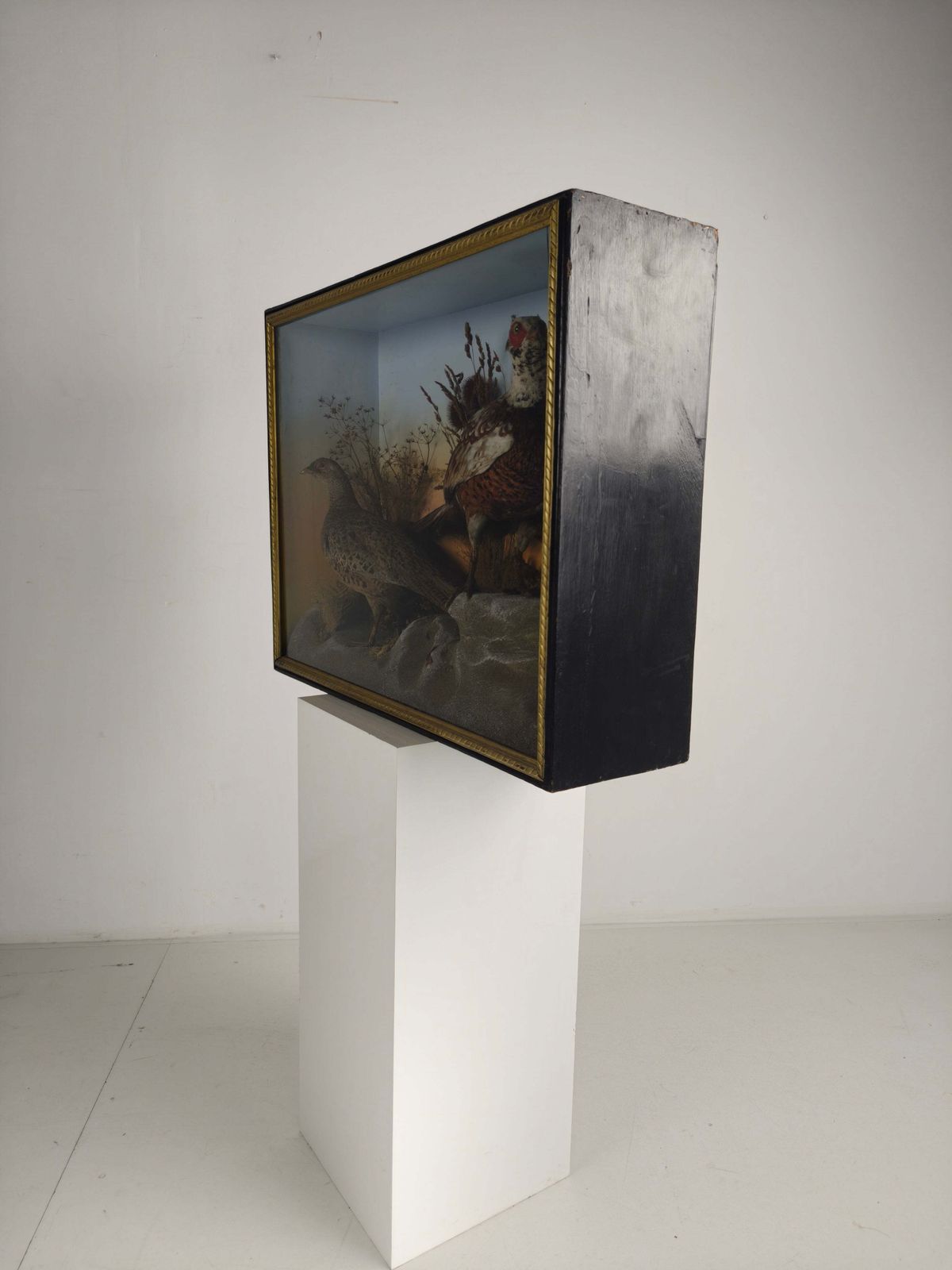Fine 19th Century Cased Taxidermy By James Hutchings – Two Pheasants With Decorative Background photo for sale