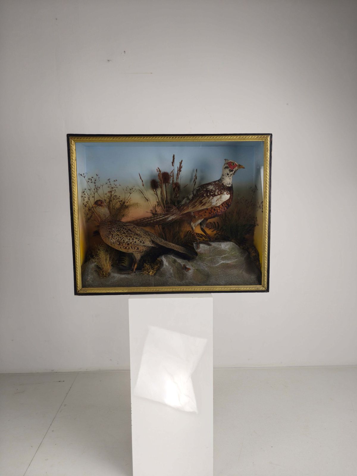 Fine 19th Century Cased Taxidermy By James Hutchings – Two Pheasants With Decorative Background photo 652.0