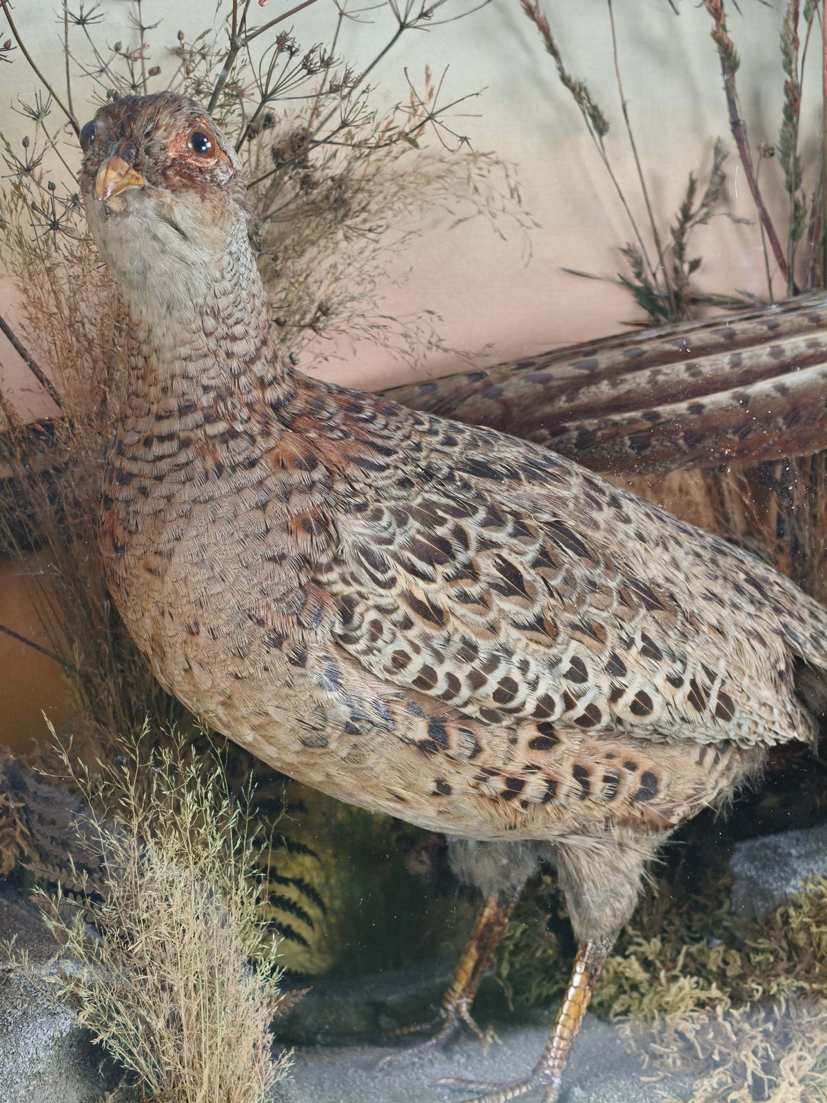 Fine 19th Century Cased Taxidermy By James Hutchings – Two Pheasants With Decorative Background photo buy