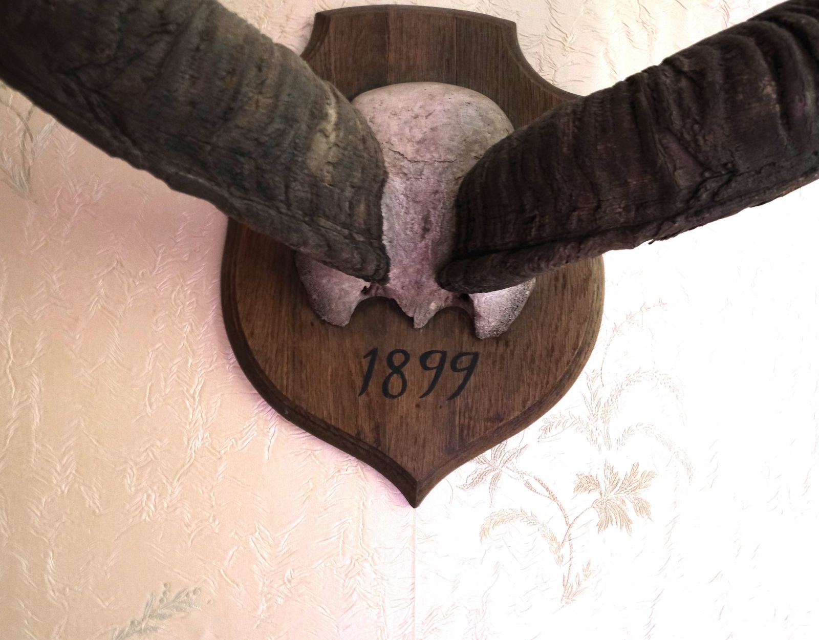 Kudu Taxidermy Horns Mounted On Shield Backplate photo furniture