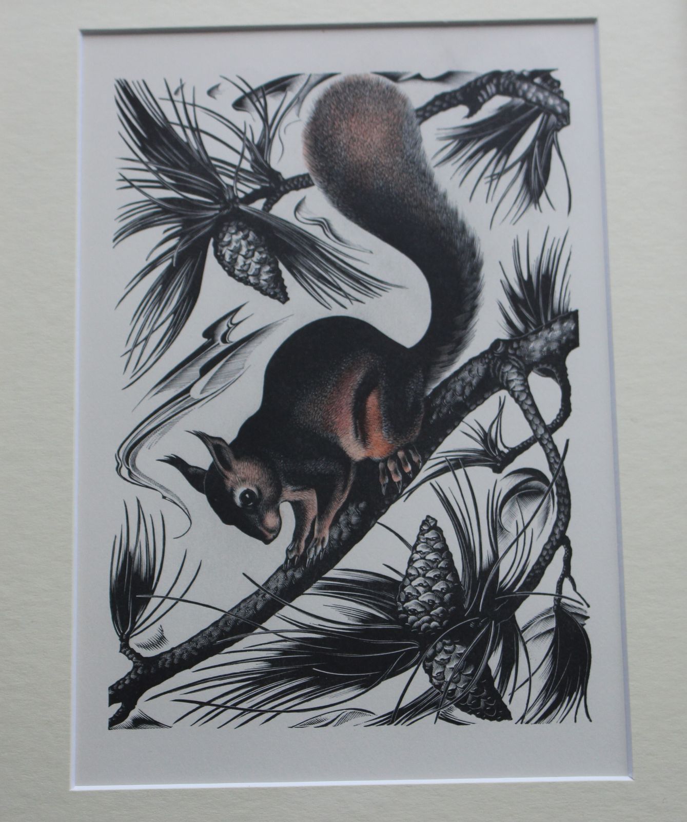 A Fine Lithograph Print From A Woodblock Engraving Titled 'Red Squirrel' By Agnes Miller Parker photo furniture