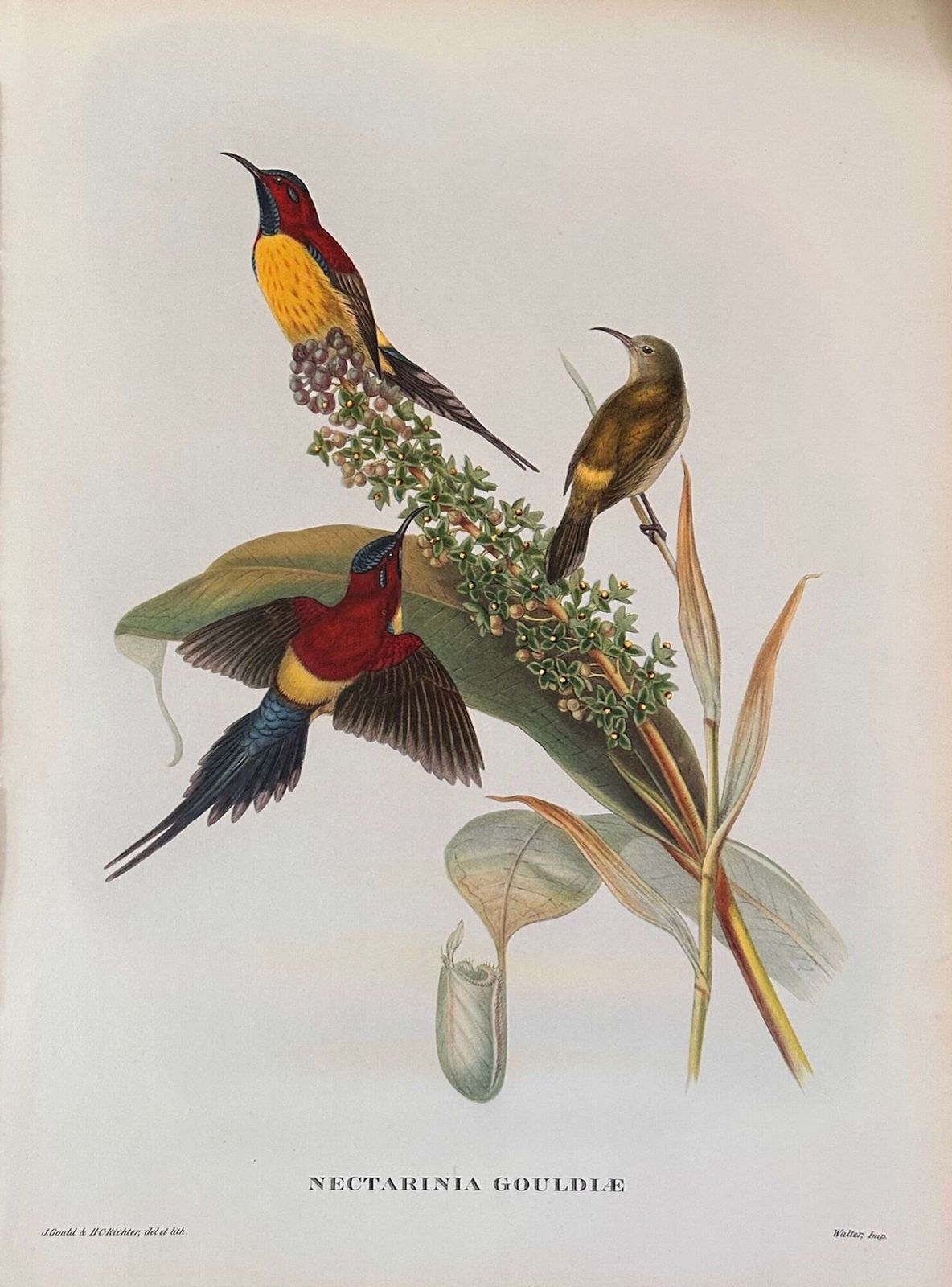 A Fabulous Set Of Six Unframed Gould Tropical Bird Prints (C) photo furniture