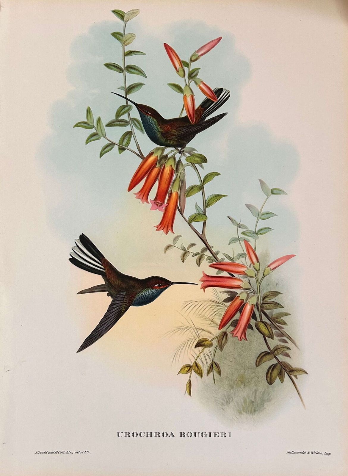 A Fabulous Set Of Six Unframed Gould Tropical Bird Prints (C) photo for sale