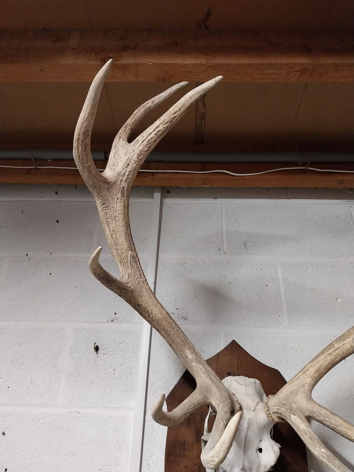 Huge Mounted Antique Red Deer Skull And Antlers photo for sale