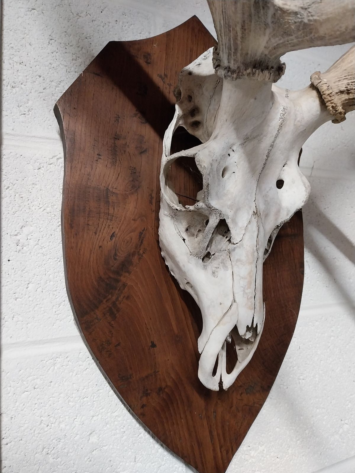 Huge Mounted Antique Red Deer Skull And Antlers photo buy