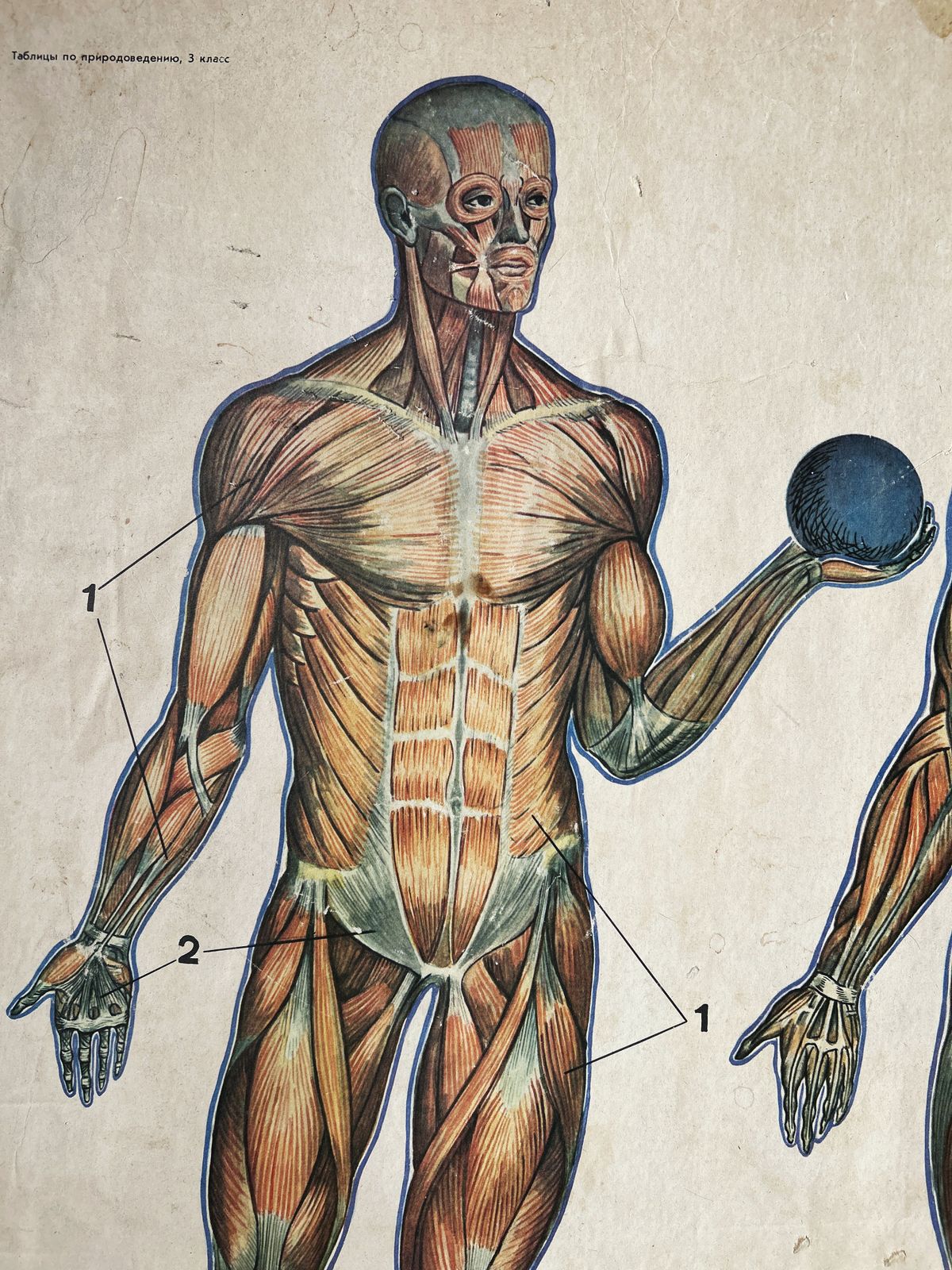 1982 Original Double Sided Soviet School Chart On Human Anatomy: Skeleton & Muscles, Vintage Ussr Educational Poster photo 180.0